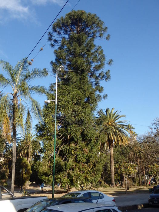 This tree comes from southern Argentina.